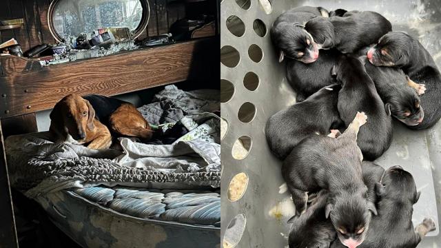 Mom and 10 newborn puppies found in abandoned Craven County home