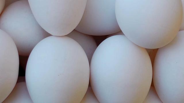 Tracking egg prices at grocery stores in Raleigh, Cary