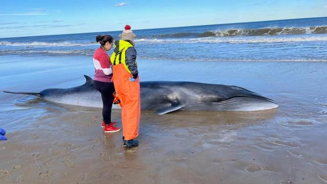 Baby whale stranded on OBX beach disappeared overnight