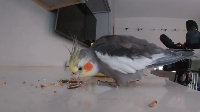 Escaped cockatiel reunited with family thanks to social media