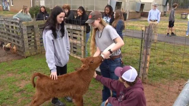 Baby cow becomes class pet when mother can't care for her
