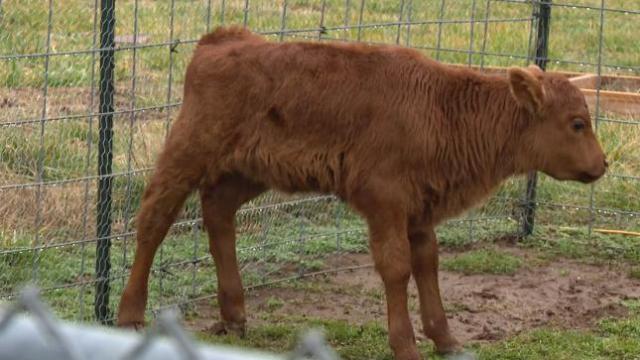 Baby cow becomes class pet when mother can't care for her