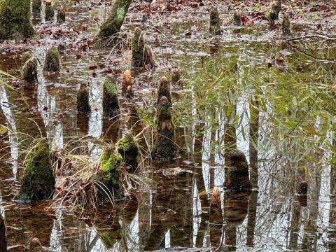 The Great Dismal Swamp was a stop on the Underground Railroad -- and for some Freedom Seekers, it became home their Maroon Colonies on 'islands' in the swamp.'