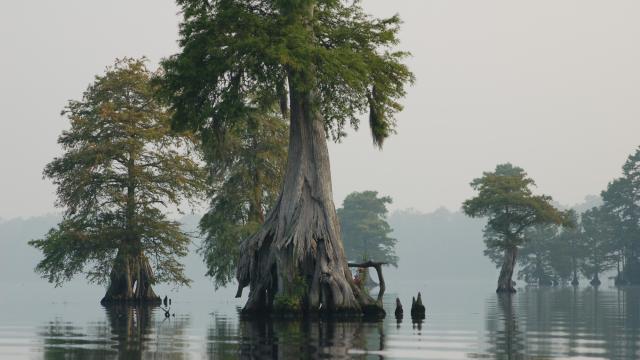 Secret colonies: Centuries-old mystery hidden in ancient coastal swamp