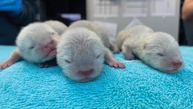 NC Aquarium at Fort Fisher reveals gender of 3 otter pups