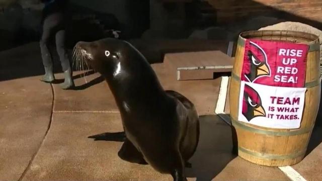 Crockett the sea lion predicts Eagles to win Super Bowl LVII