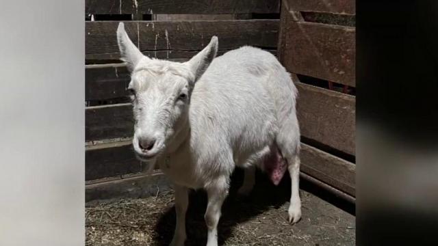 Lovable NC goat Bianca back in the hospital weeks after surgery