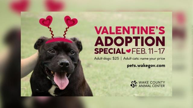Wake County reduces pet adoption fee to $25 for week of Valentine's Day 