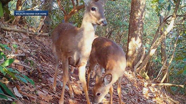 NC man builds watering hole for backyard wildlife