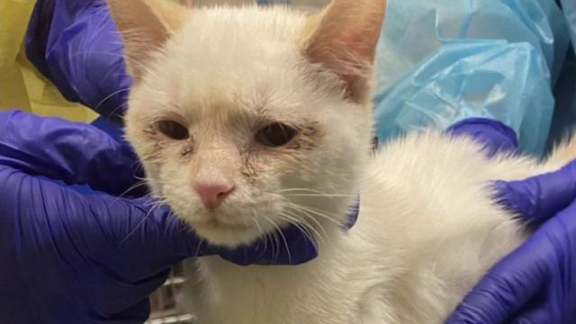 Dozens of malnourished cats, dogs seized in Fayetteville animal cruelty case