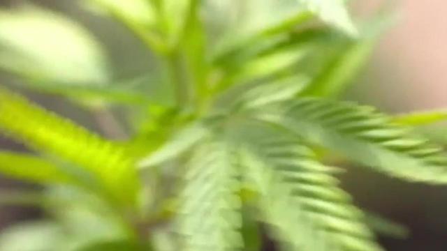 NC Senate committee discusses medical marijuana bill