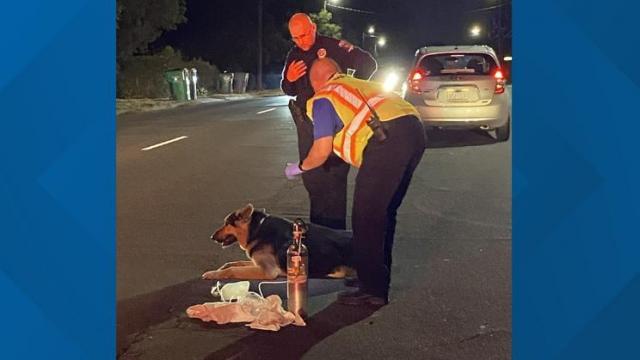 Medic crew helps dog hit by car