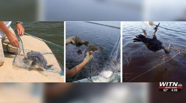 Environmentalists push to end the use of gill nets in NC