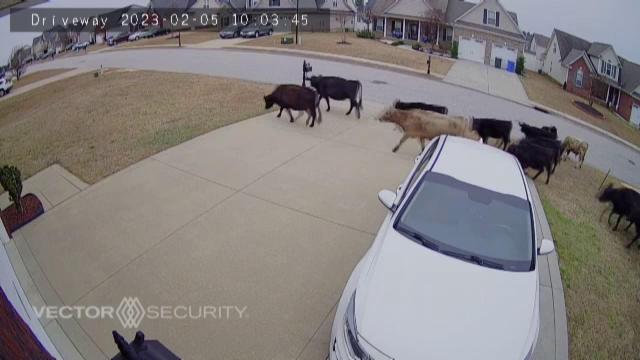 Cows on the moooove through Fayetteville neighborhood cause a ruckus