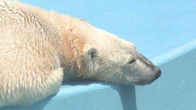 Beloved polar bear dies after getting into fight at zoo