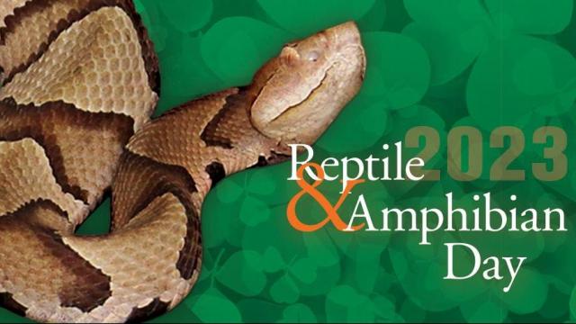 Vipers are focus of Reptile Day in Raleigh