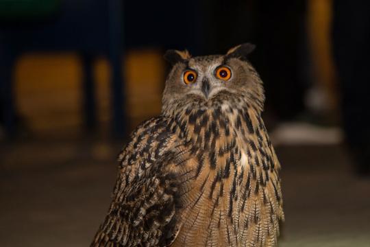 Flaco the owl continues to capture the hearts of New Yorkers