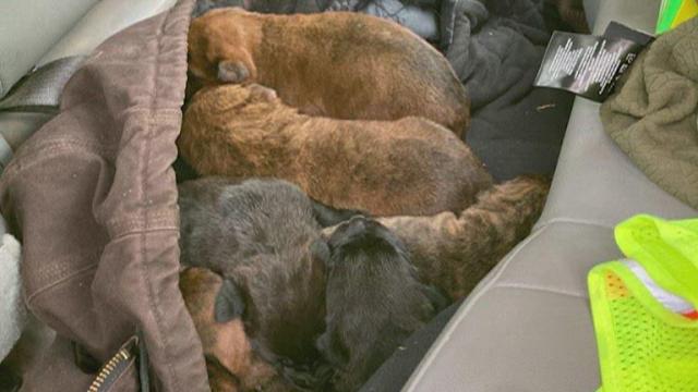 Trash bag of puppies found on side of road in South Carolina