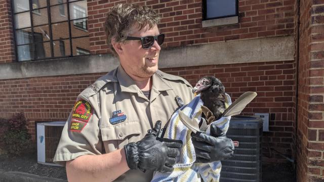 Vulture rescued from chimney of Raleigh apartment building 