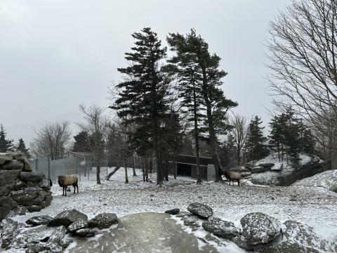Brr! With 13 degrees and snow, Grandfather Mountain closes to visitors 