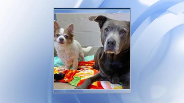 Bill to ban 'pet leasing' would make repossessing animals illegal in NC