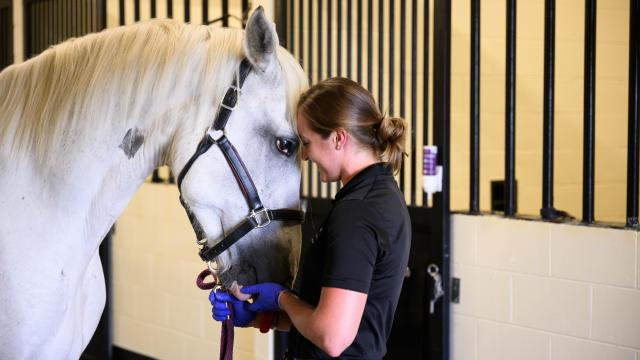 NC State College of Veterinary Medicine critical to North Carolina's billion-dollar-plus equine industry 