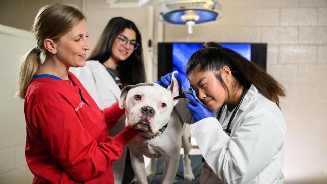 The proud legacy of the NC State College of Veterinary Medicine