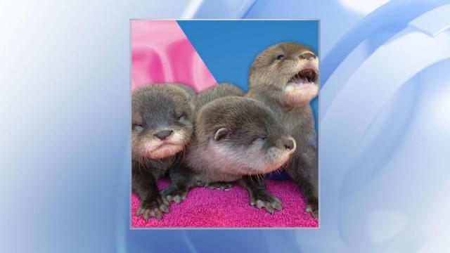 The people have spoken! Names for NC's newest otter pups decided