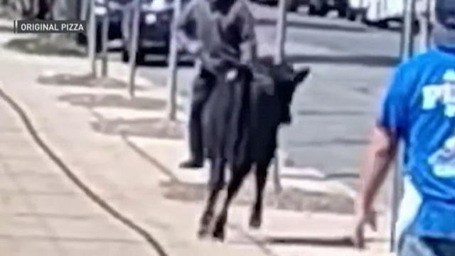 Cow escapes slaughterhouse, causes a ruckus in Brooklyn