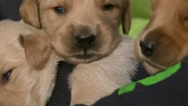 Puppy training tips in honor of National Puppy Day