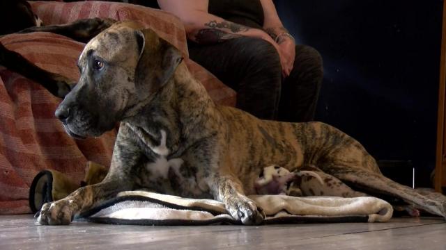 Whole Lotta Dog! Great Dane delivers 21 pups in 27 hours