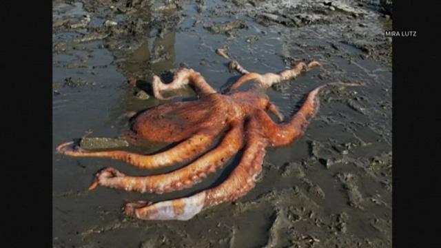 On cam: Little girl rescues giant Pacific octopus 