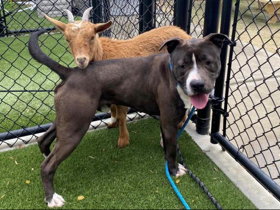 'This is the best possible outcome': Dog and goat best friends find forever home