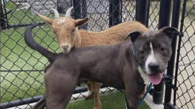Dog and Goat form unlikely friendship in Wake County