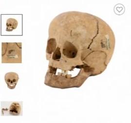 Protesters stop the sale of a human skull at a local auction house