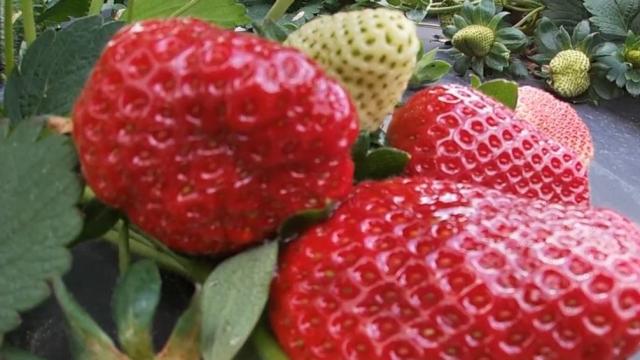 Early strawberry season provides bounty for strawberry lovers