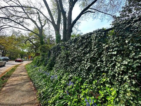Step inside Raleigh’s secret backyard, almost a century previous