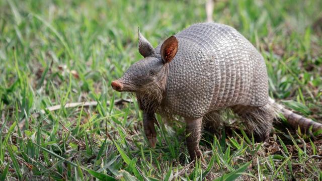 NC Wildlife Commission says armadillos expanding throughout NC; want public to report sightings