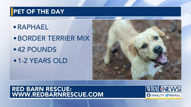 Pet Of The Day: Border Terrier mix, Raphael 