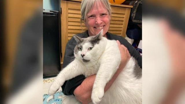'Patches,' the 42-pound cat, finds a home