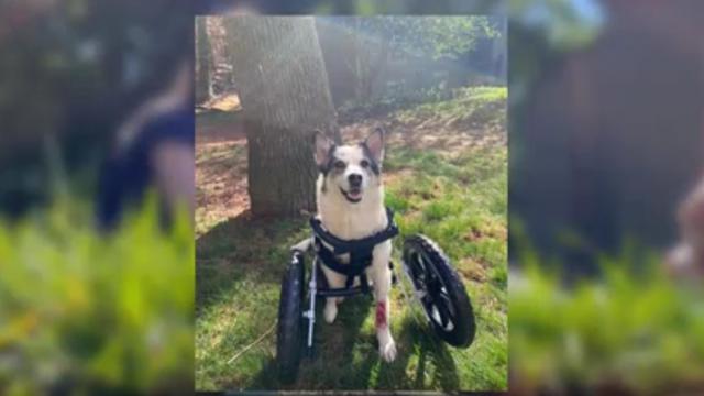 'I can't give up now': Vet tech hopes to find forever home for 3-legged husky