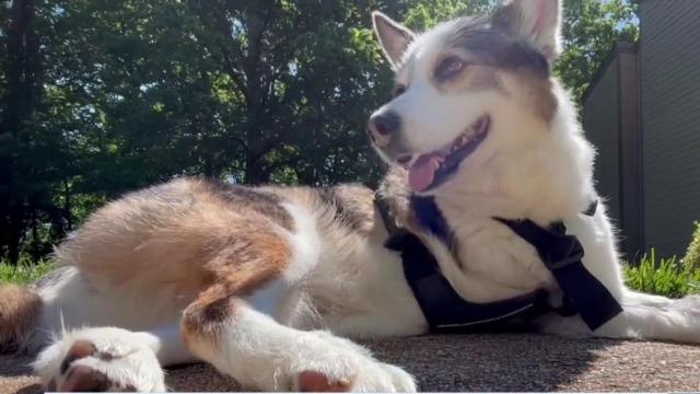 'Karma,' dog with wheelchair, needs forever home
