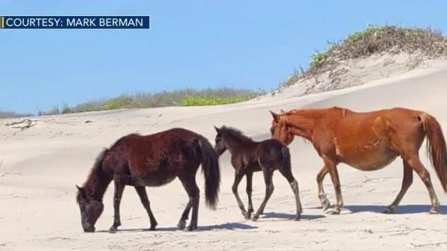 New foal joins Corolla Wild Horse Fund