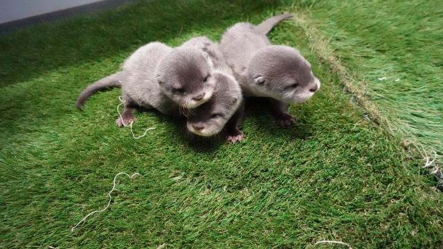 Otter pups Gemma, Kai, Ren make public debut at NC Aquarium at Fort Fisher