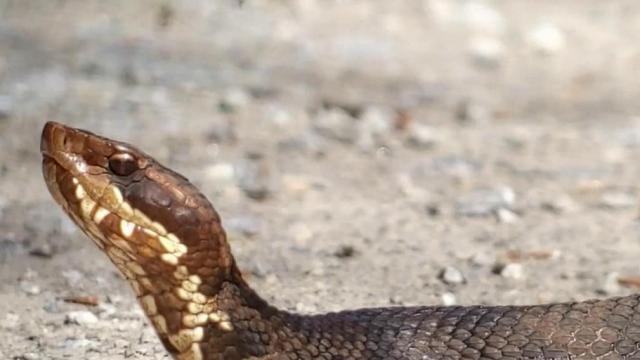 Snake sightings making a comeback for the summer