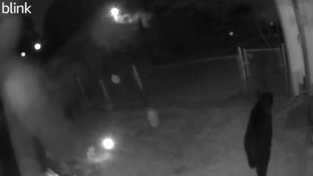 Caught on cam: Bear jumps over fence at Fayetteville woman's home