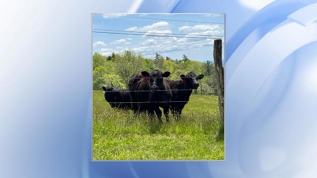 Good mooooove: Cows led police to suspect near Boone 