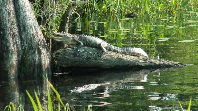 NC Wildlife: How to coexist with alligators 
