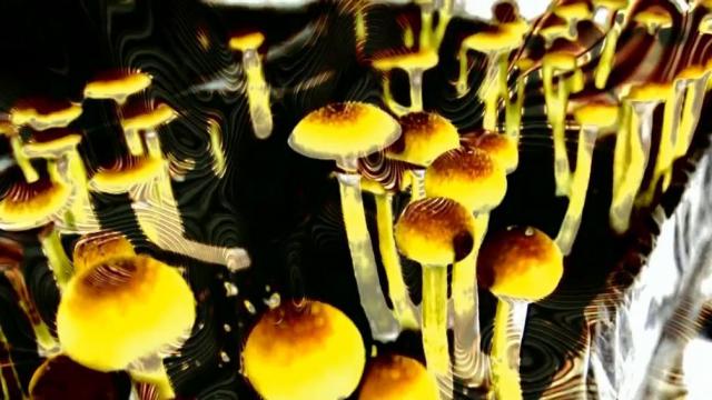 NC House committee advances bill that supports psychedelic-assisted therapy