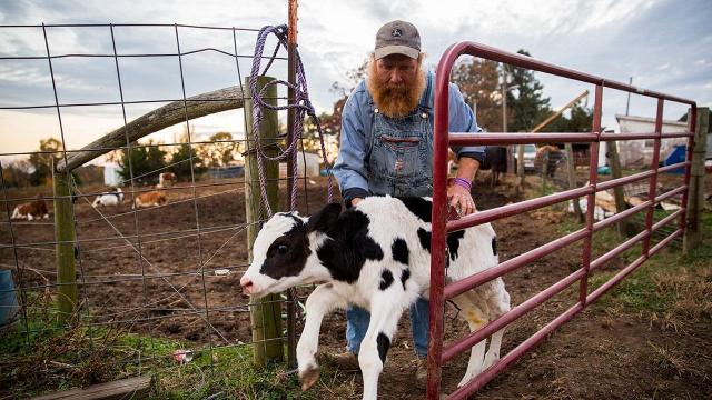 NC farmer attacked by bull returns home after 26-day hospital stint